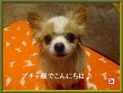シャンプーしました♪