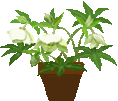 xmasrosehachi-2.gif